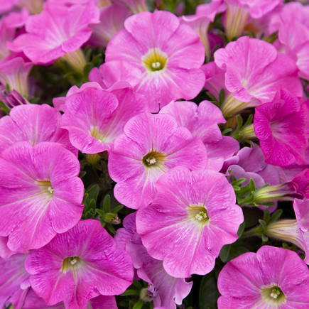 Petunia różowa Rose of Heaven (Petunia x hybrida) 