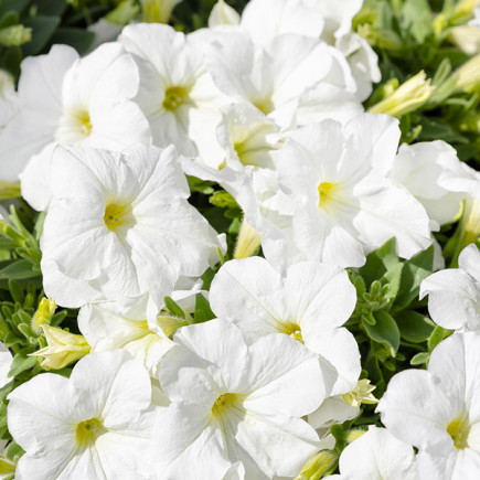 Petunia Snowball (Petunia x hybrida)