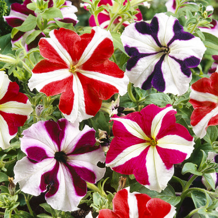 Petunia Star mixed (Petunia x hybrida)