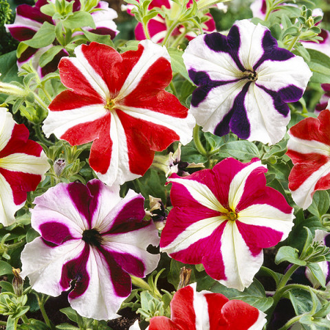 Petunia Star mixed (Petunia x hybrida) 0,2 g