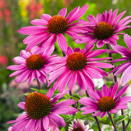 Rudbekia Purpurowa Różowa (Rudbekia purpurea)