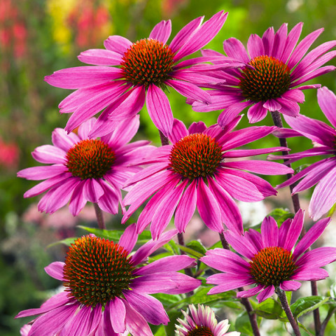 Rudbekia Purpurowa Różowa (Rudbekia purpurea) 1 g