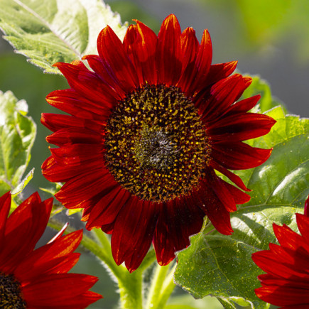 Słonecznik Ozdobny wysoki Czerwony (Helianthus annuus) 