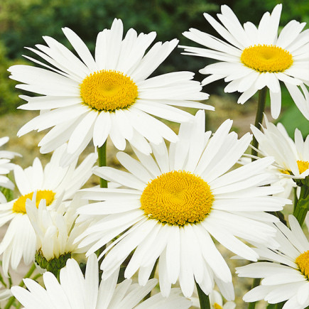 Stokrotka Alaska Biała (Chrysanthemum maximum)