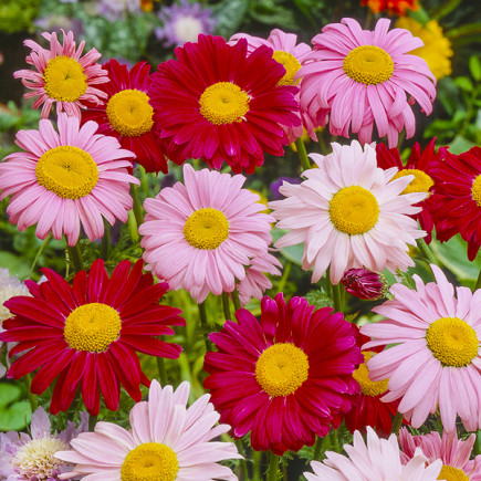 Stokrotka Robinson's Giant Mieszanka (Chrysanthemum carinatum) 