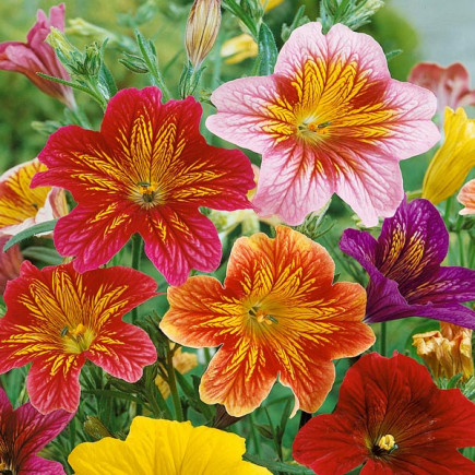 Tujałka zmienna Mix 0.5g (Salpiglossis sinuata)