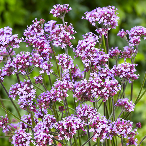 Werbena Patagońska Argentyńska (Werbena x hybrida) 0,3 g