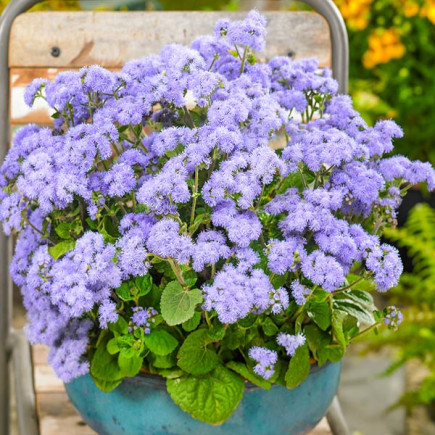 Żeniszek meksykański Niebieski 0.3g (Ageratum)