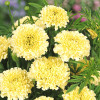 Aksamitka wielkokwiatowa Albatros Kremowobiała (Tagetes erecta nana) 0.3 g 