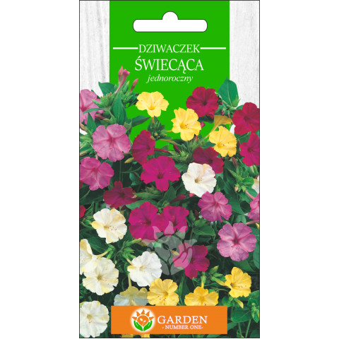 Dziwaczek Świcąca (Mirabilis jalapa) 2 g 