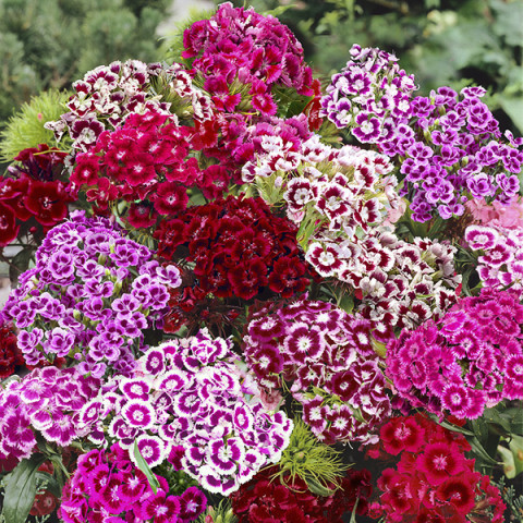 Goździk Brodaty Mieszanka (Dianthus barbatus) 1 g 