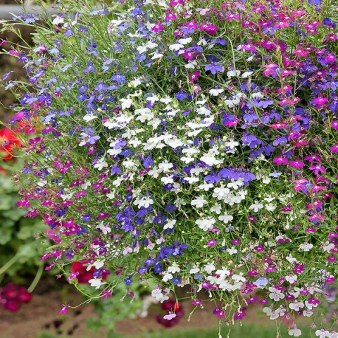 Lobelia przylądkowa zwisła Mieszanka (Lobelia erinus) 0.2 g 