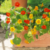 Nasturcja pnąca Mieszanka (Tropaeolum majus) 2 g 