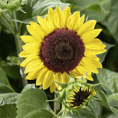 Słonecznik ozdobny wysoki żółty (Helianthus annuus) 2 g 