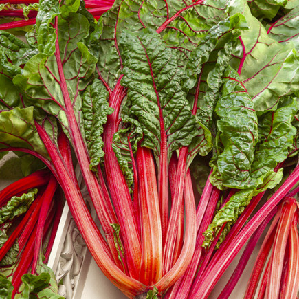 Burak liściowy Rhubarb Chard 5 g