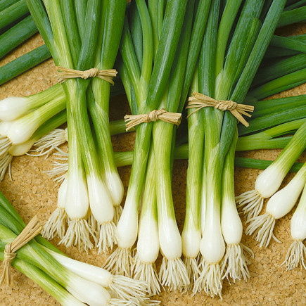 Cebula Siedmiolatka Bajkal (Kyoto Market)