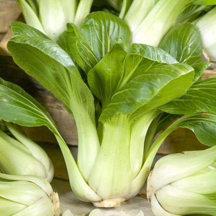 Kapusta Chińska Pak Choi 