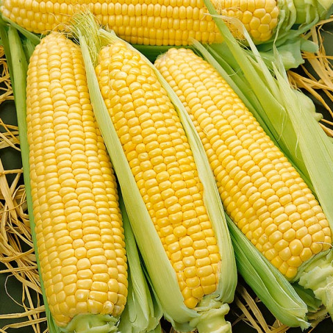 Kukurydza Złota Karłowa 20 g