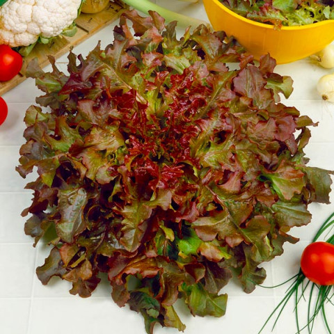 Sałata Red Salad Bowl 1 g