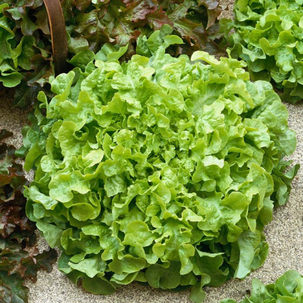 Sałata Salad Bowl