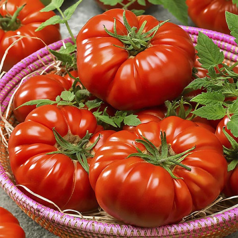 Pomidor Costoluto Fiorentino 0.3 g