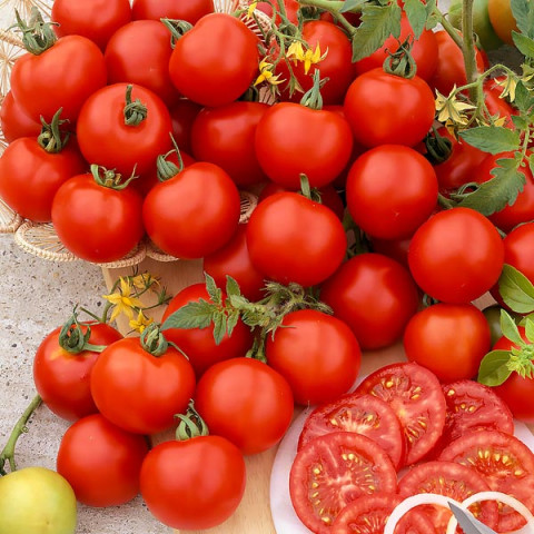 Pomidor Harzfeuer 0.5 g
