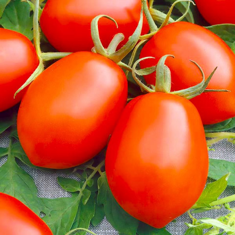 Pomidor Kmicic 1 g