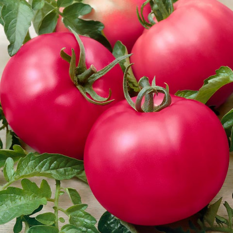 Pomidor Maliniak 0.5 g