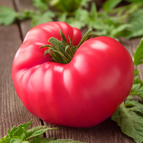 Pomidor Malinowy Olbrzym 0.5 g