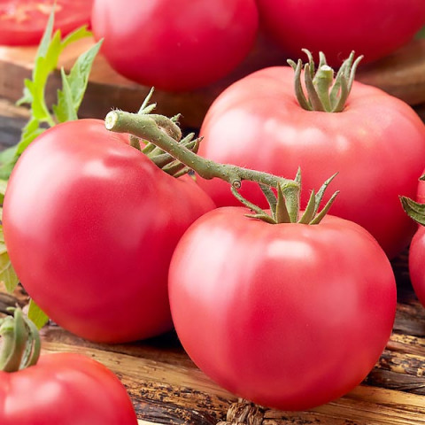 Pomidor Malinowy Ożarowski 0.5 g