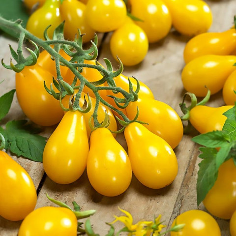 Pomidor Yellow Pearshaped 0.5 g