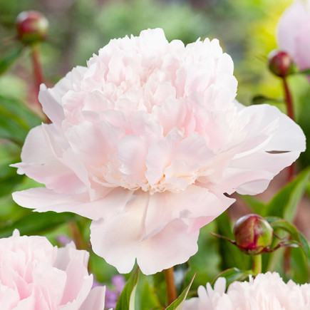 Piwonia Zielna Alertie