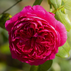 Róża Angielska Pełna