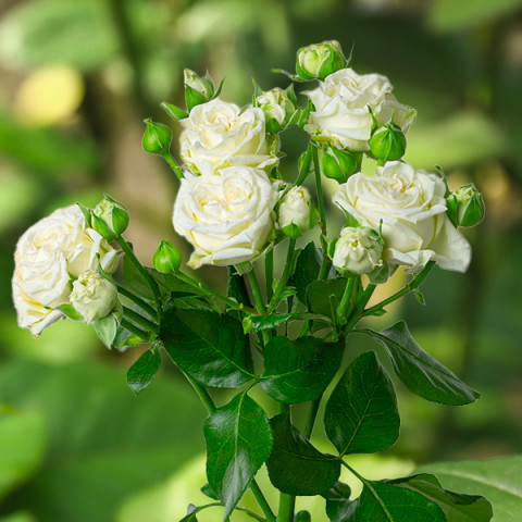 Róża Drobnokwiatowa Bride