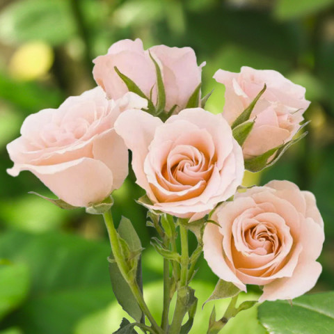 Róża Drobnokwiatowa Linda
