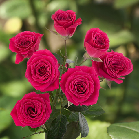 Róża Drobnokwiatowa Lovely Lydia