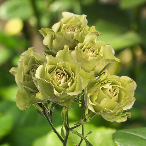 Róża Drobnokwiatowa Luviana