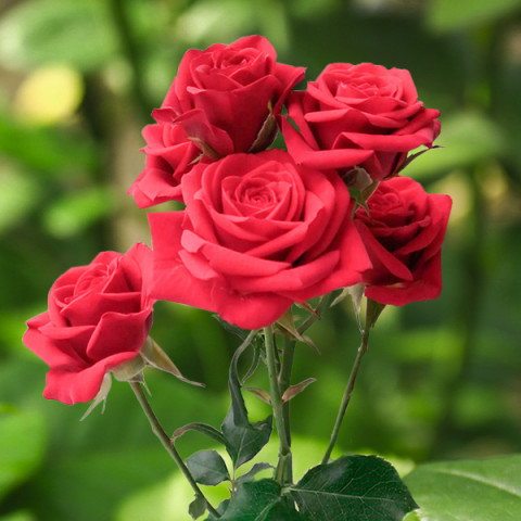 Róża Drobnokwiatowa Mirabel