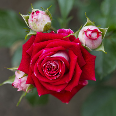 Róża Drobnokwiatowa Ruby Star