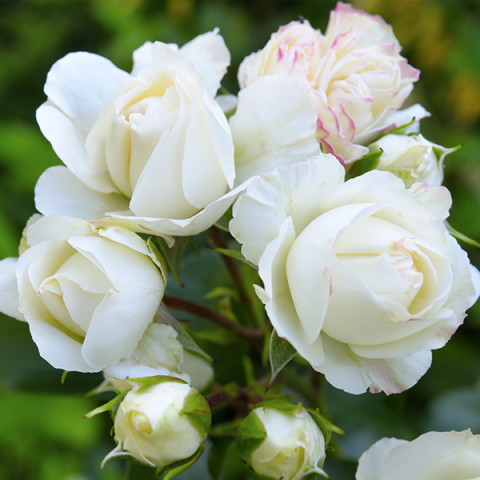 Róża Drobnokwiatowa White Lady