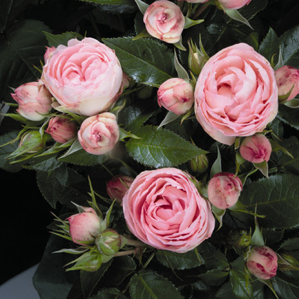 Róża Tantau Lovely Rokoko