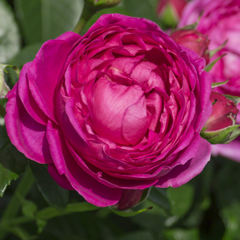 Róża Tantau Anuschka