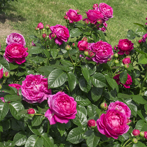 Róża Tantau Anuschka