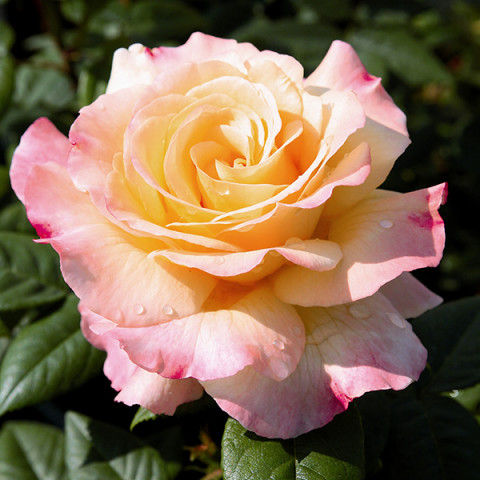 Róża Tantau Aquarell