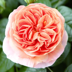 Róża Tantau