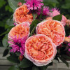 Róża Tantau Chippendale