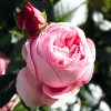 Róża Tantau Giardina