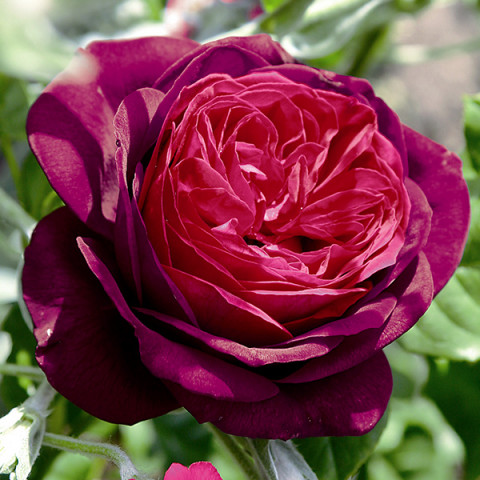 Róża Tantau Grafin von Hardenberg