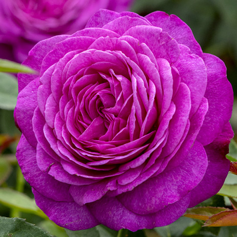 Róża Tantau Heidi Klum