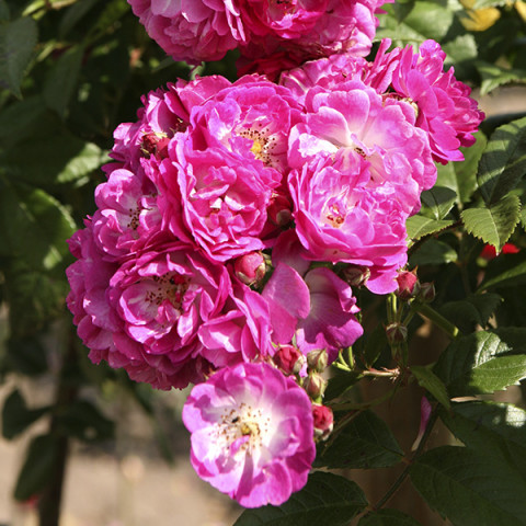 Róża Tantau Perennial Blue